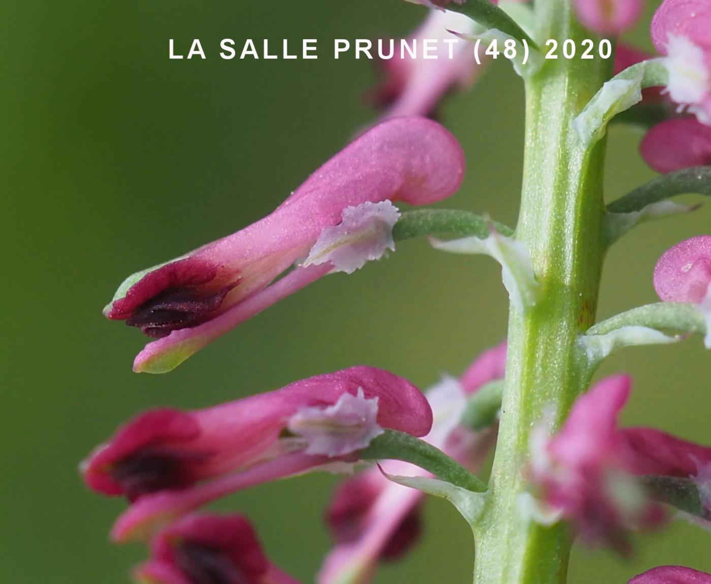 Fumitory, Common flower